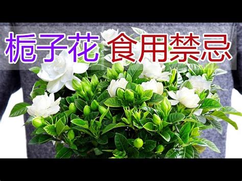 梔子花禁忌